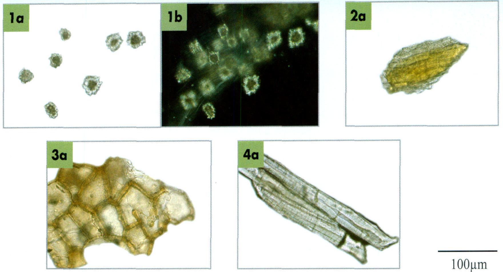 Cortex Acanthopanacis